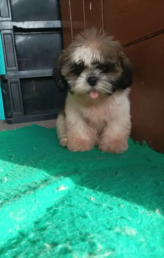 Shih Tzu puppies