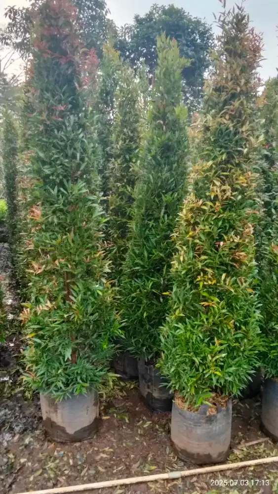 Tanaman pucuk merah besar