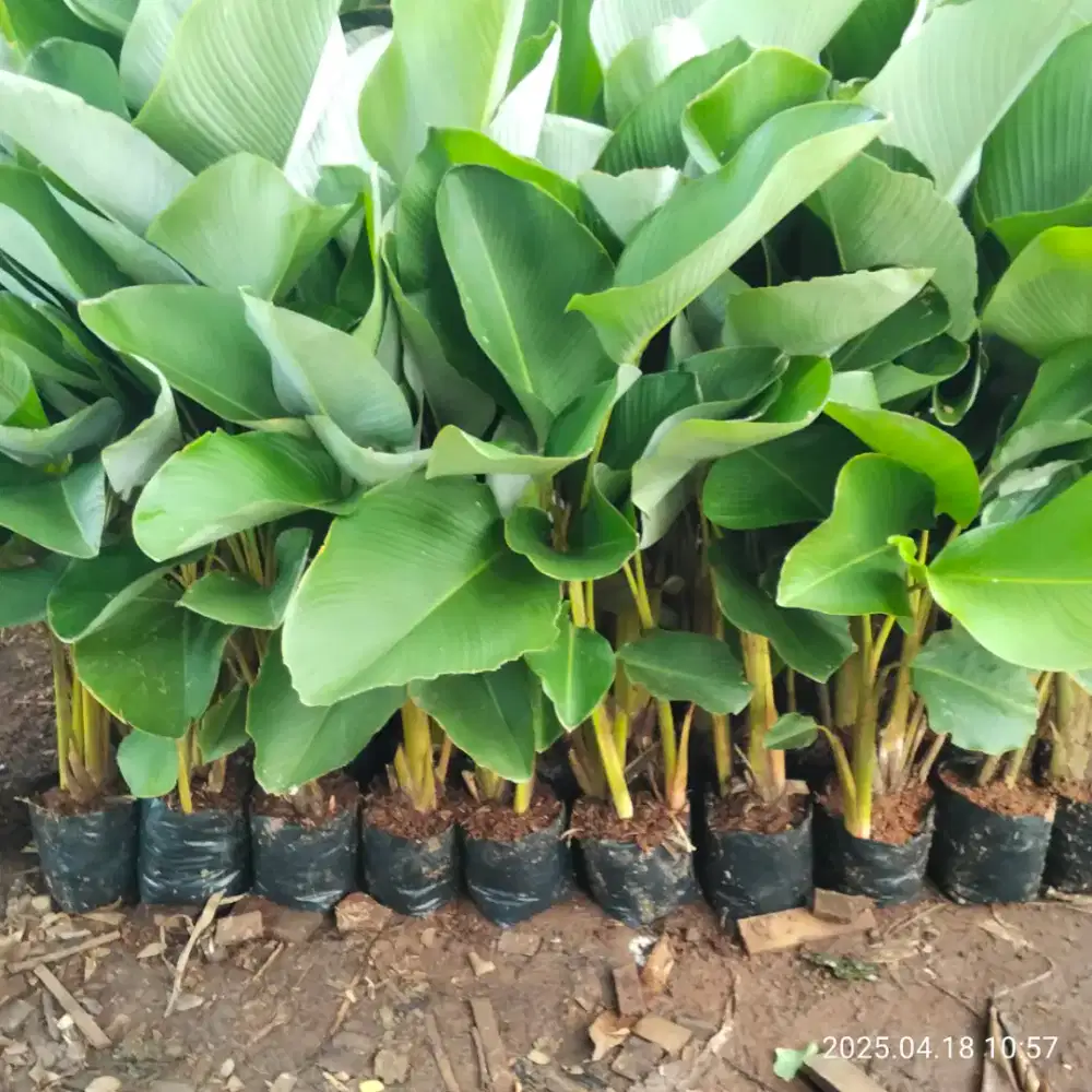 Tanaman Pisangan calatea
