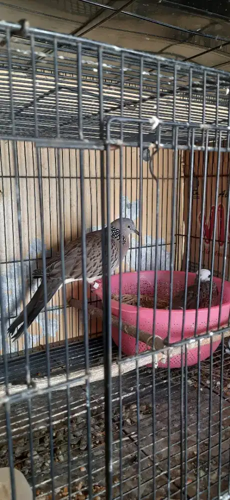 Sepasang tekukur kuk 2 Produktif