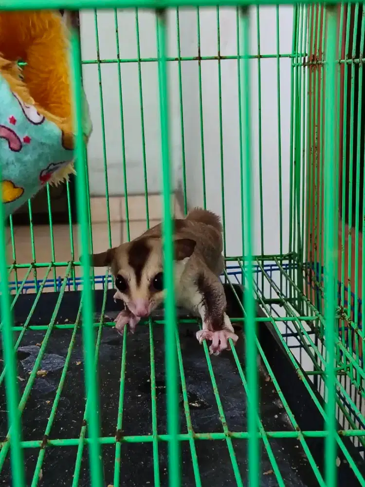 Sugar Glider White Face Joey