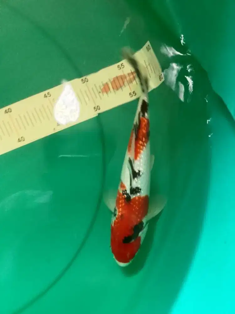 Ikan koi jenis Sanke Ginrin 25cm HQ