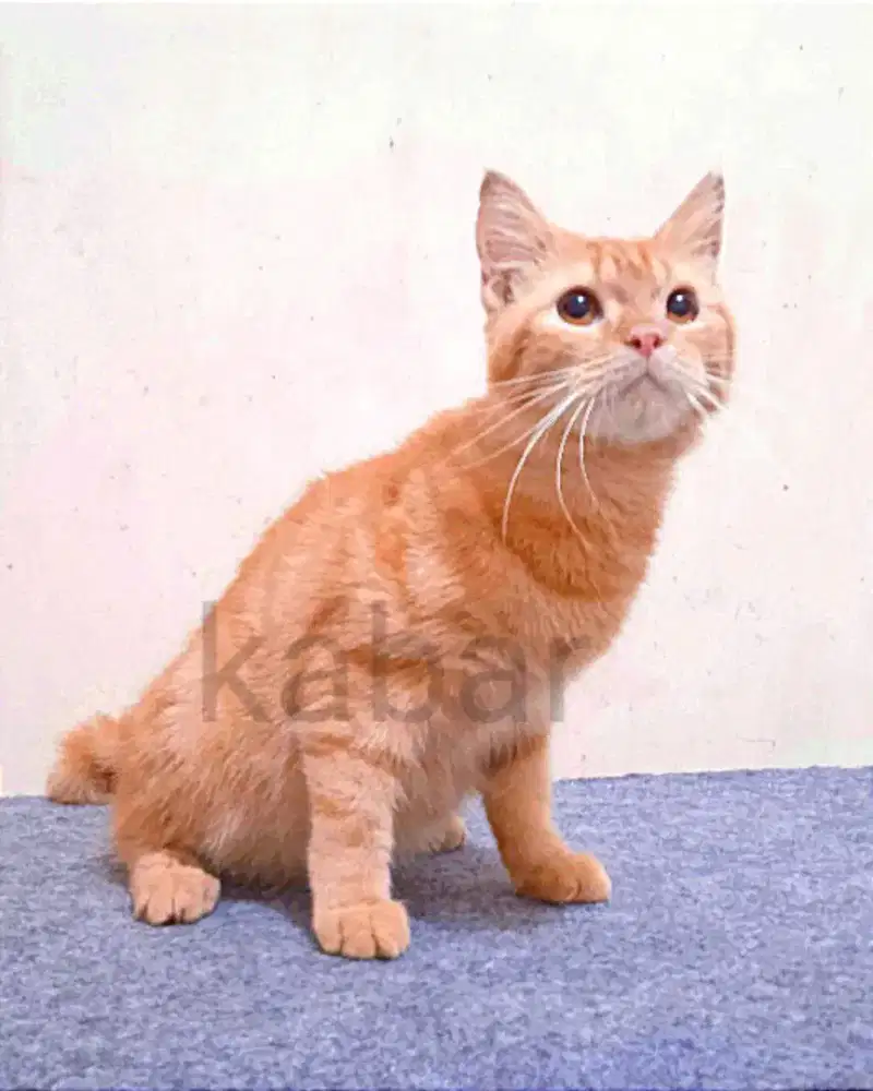 Kucing british shorthair non ped