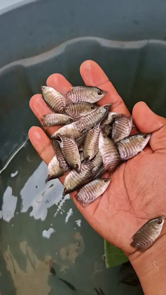 Bibit gurami soang ukuran silet
