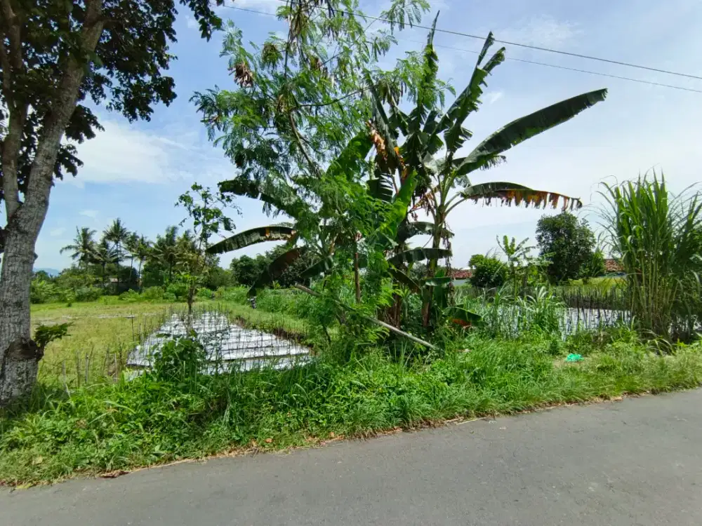 Di Jual Tanah Sawah Pinggir Jalan Aspal
Barat Ibarbo Park Sleman