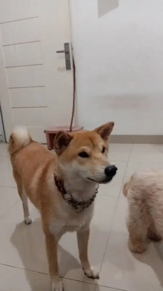 Jual anabul Shiba inu umur 2 tahun jenis kelamin jantan