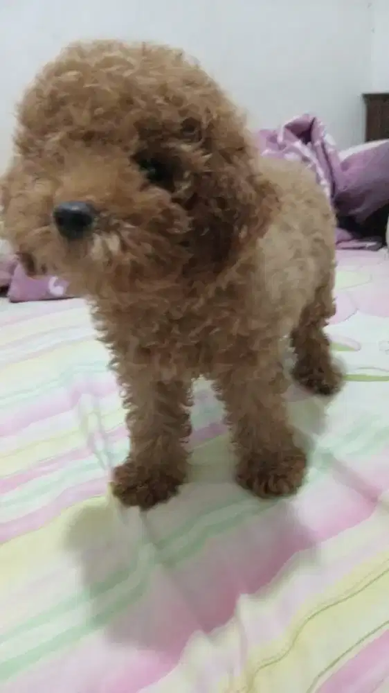 Anak toy poodle super kriting vaksin