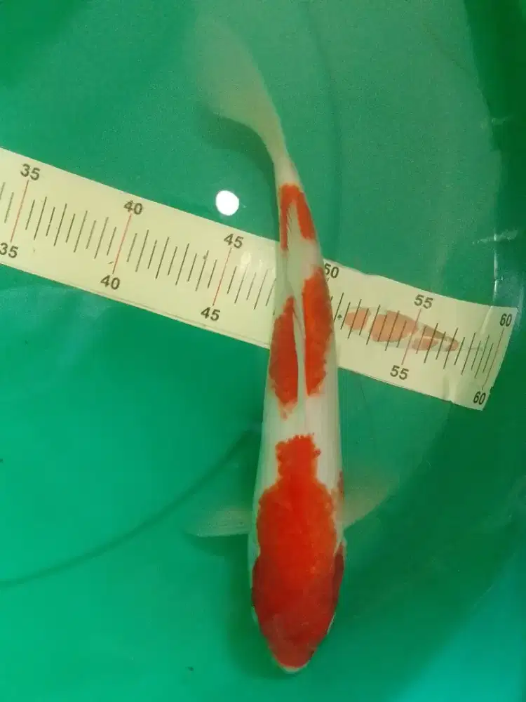 Ikan koi jenis Kohaku 30cm pola original