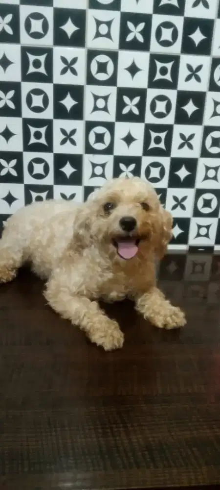 poodle betina murah meriah , lucu, jinak