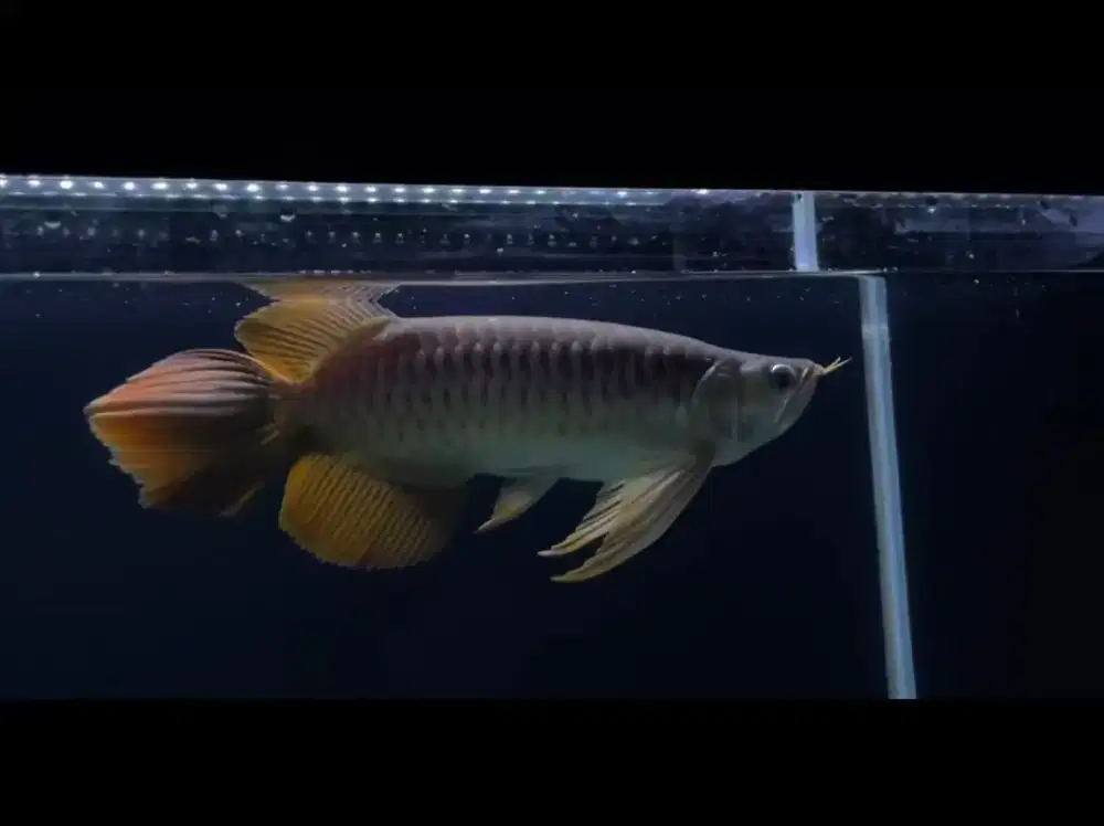 Arwana super red slayer kumpay ori kapuas 30cm mulus nominus