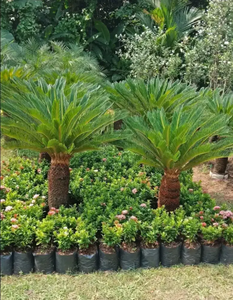 Tanaman Hias palem sikas