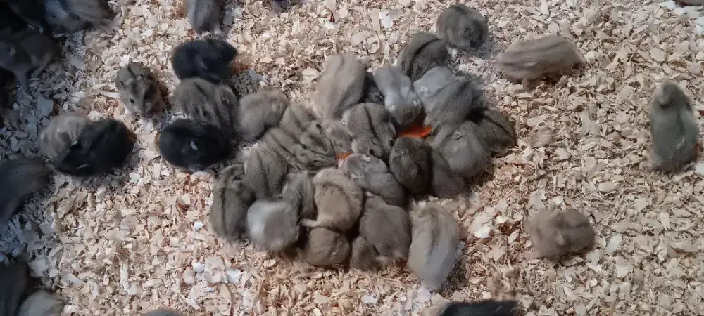 Hamster Cambel Polos