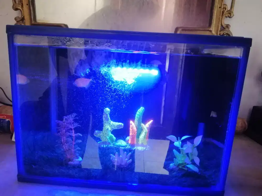 Akuarium akrilik fullset dengan ikan nya