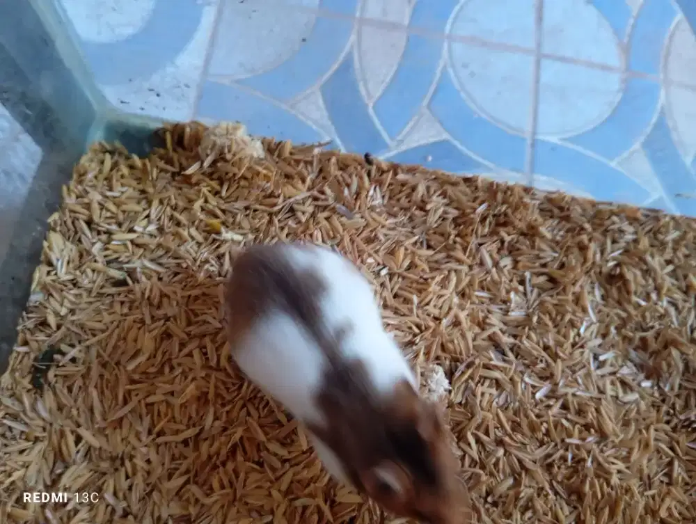 Anakan hamster syirian