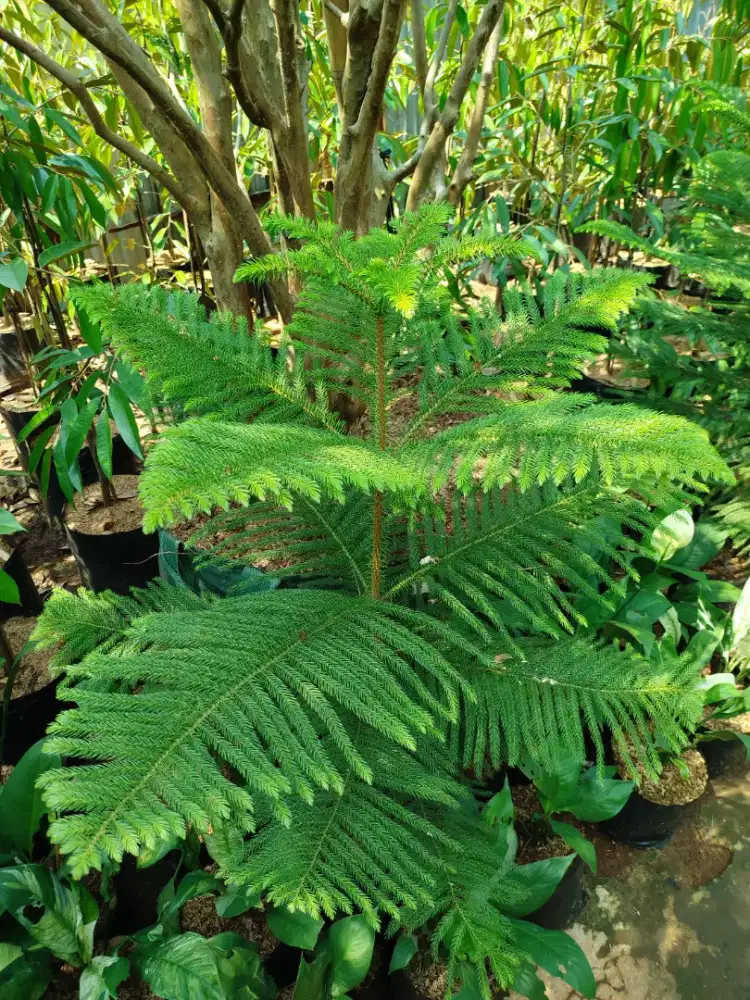 Cemara norpok ukuran 1 meter -1,2 meter