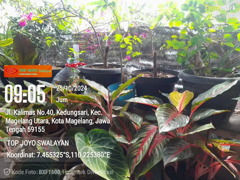 Tanaman Hias Jemani dll