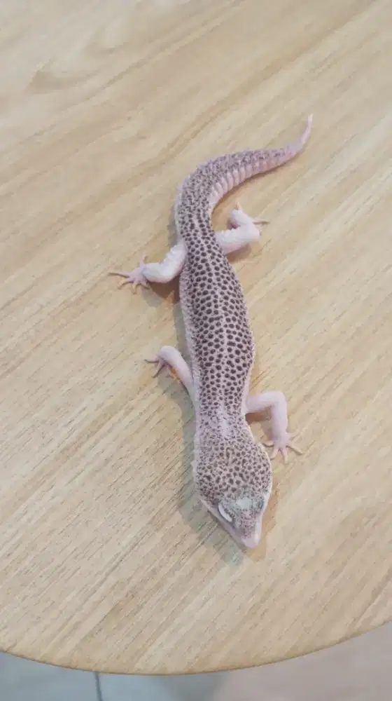 Gecko Pied Jantan