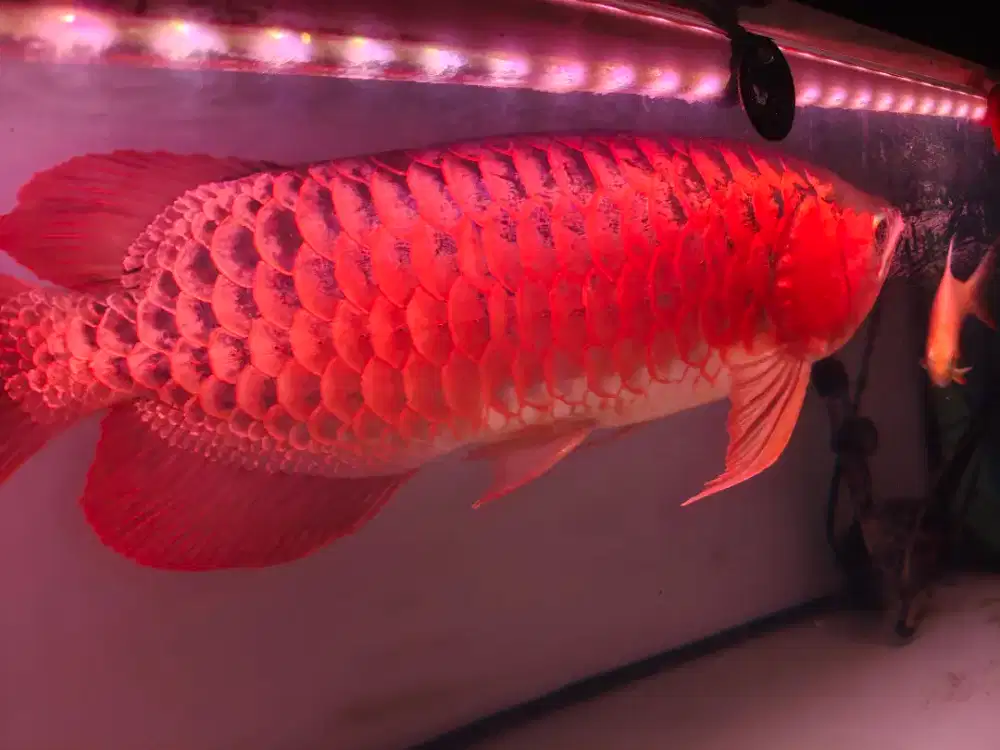Arwana Super Red