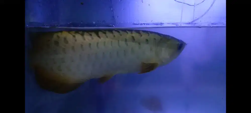 Crossback LOKAL 45-50cm kurleb ITL itaulung