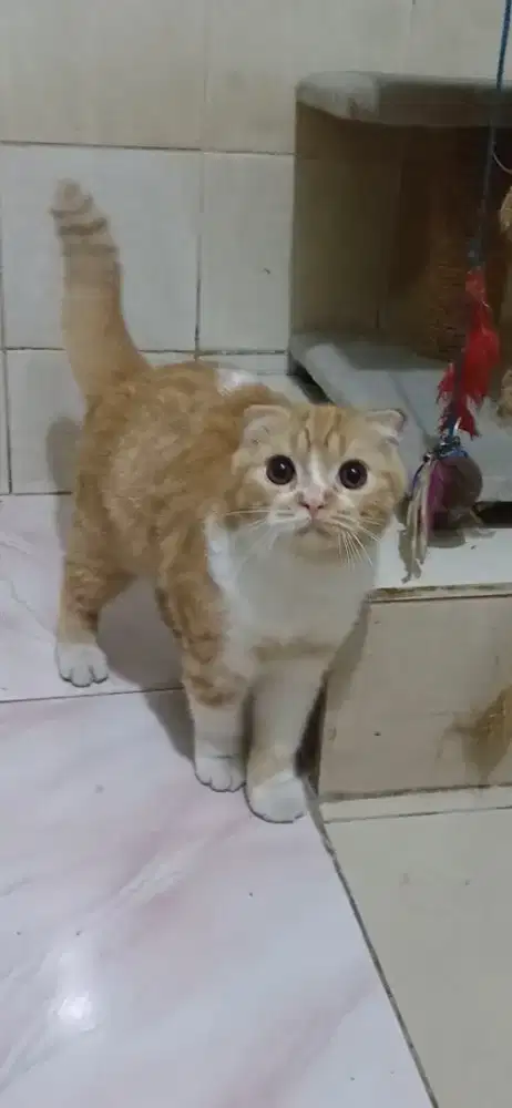 Scotish fold kitten jantan