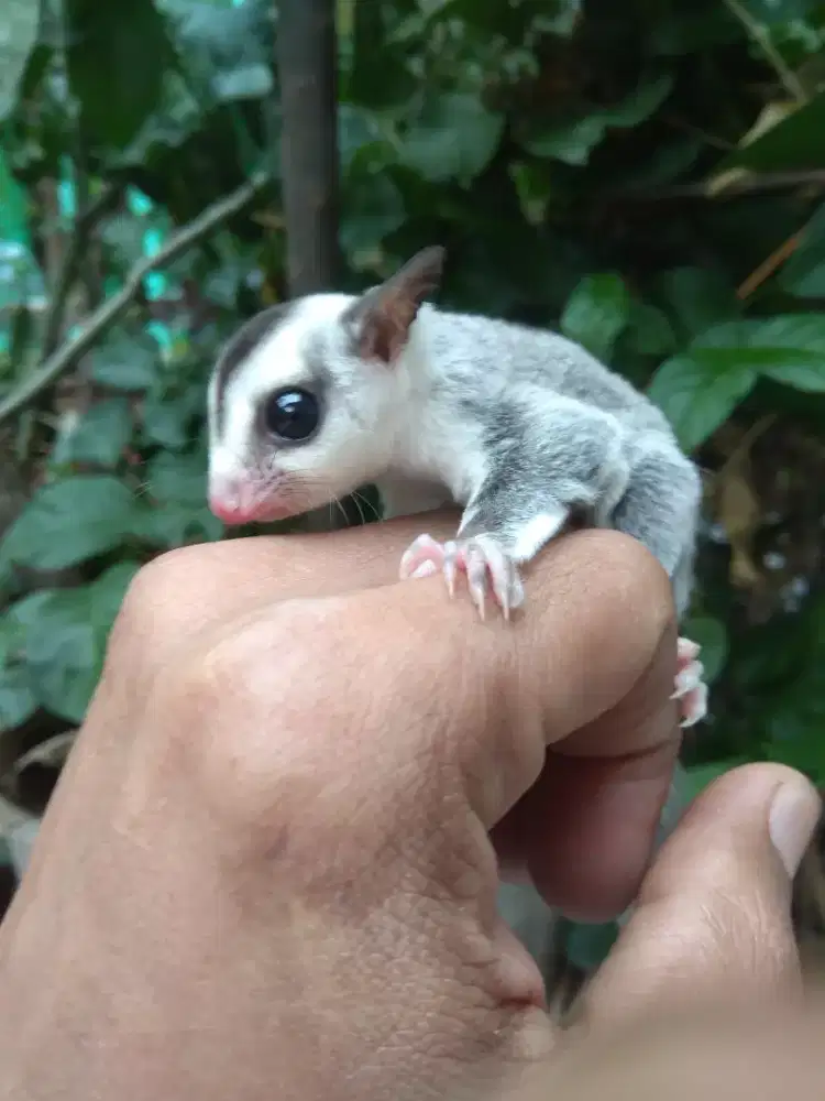 Sugar glider white face