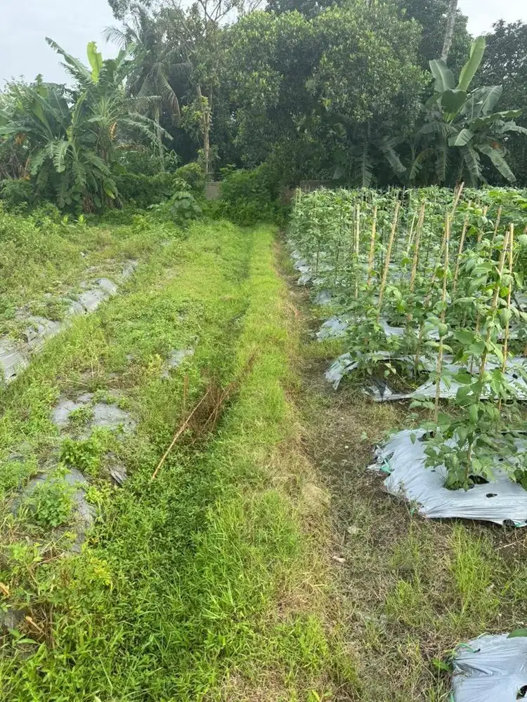 DI JUAL TANAH PERTANIAN