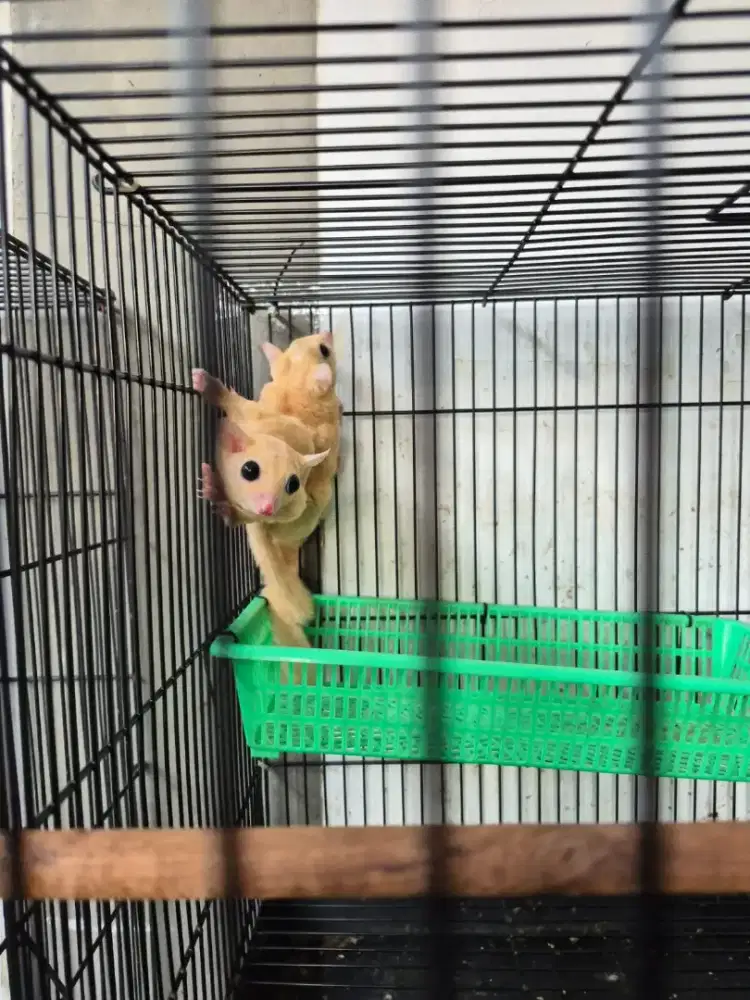 Sepasang Sugar Glider produktif