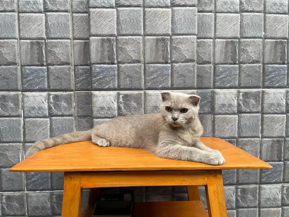 Dijual British Short Hair x Scottish Fold SF
