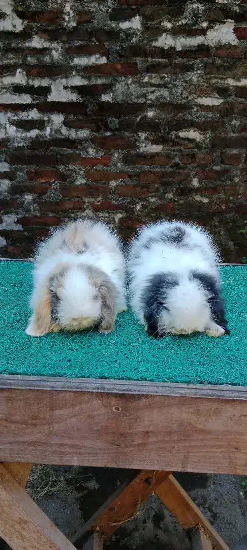 Sapihan kelinci fuzzyloop