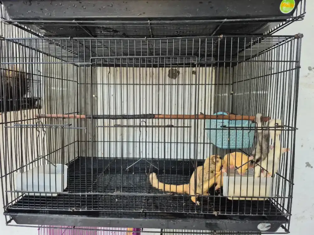 Sugar Glider Sepasang Produktif + 2 anak
