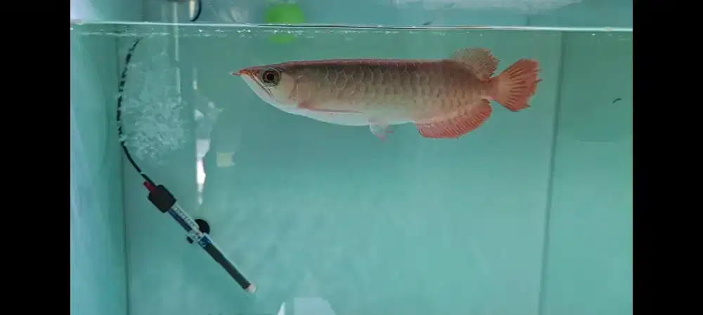 Murah Super Red uk 25 lengkap serti chip