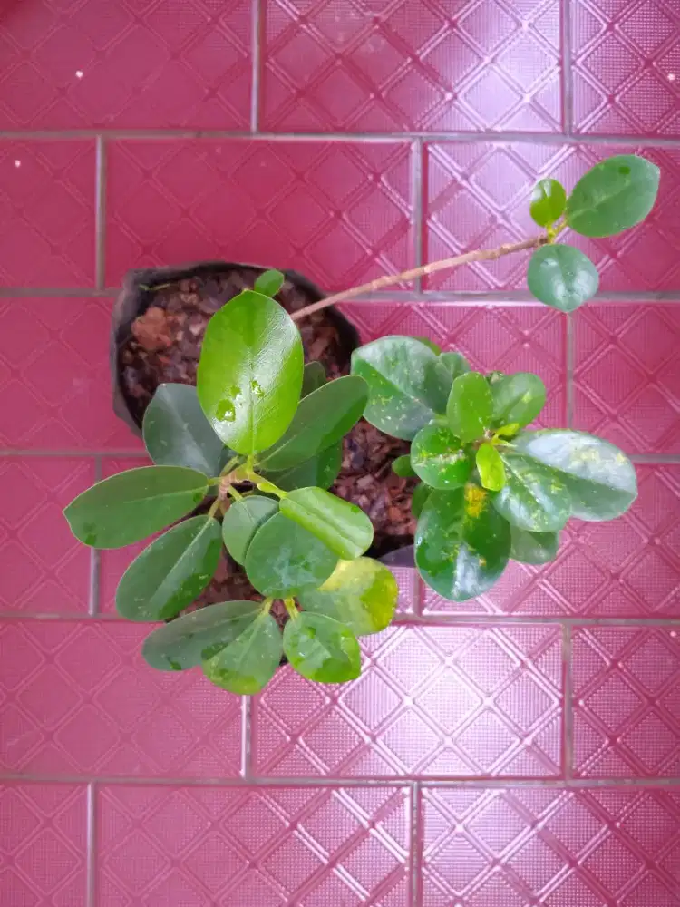 Bibit Tanaman Beringin Korea