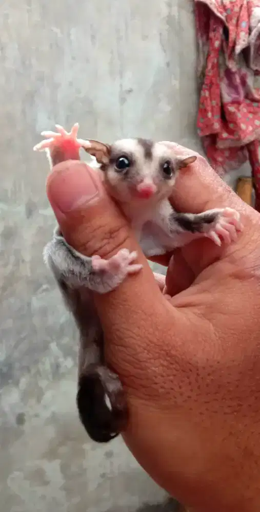 Sugar glider joey betina murah
