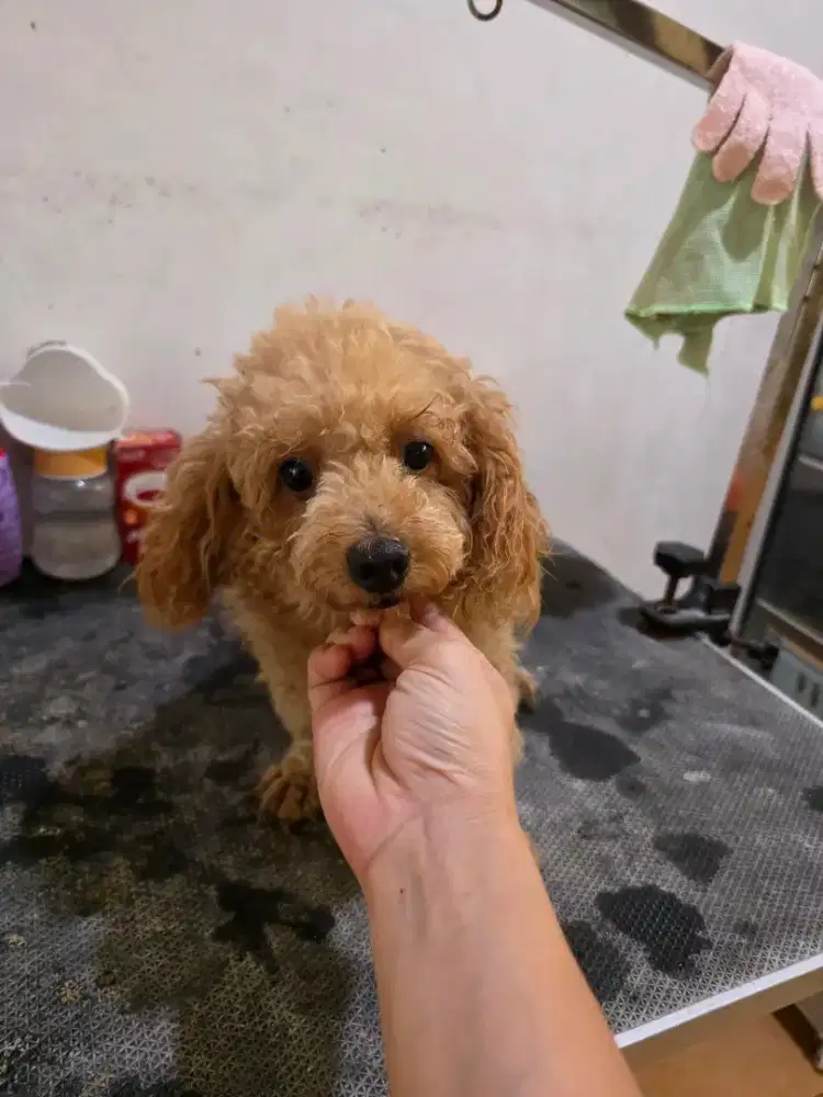 Adopt semi HIBAH AnjinG Adopt Poodle mini jantan