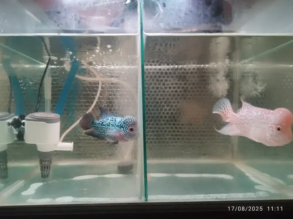 Di jual full set aquarium dan ikan Louhan lanjut progres ikan sehat