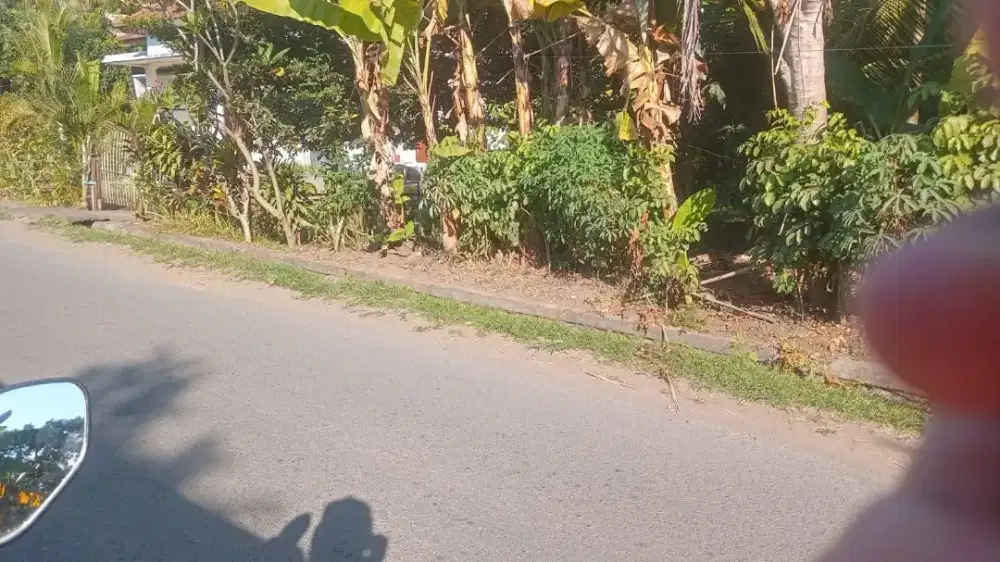 6are Tanah kebun kelapa dan pisang di singaraja desa temukus