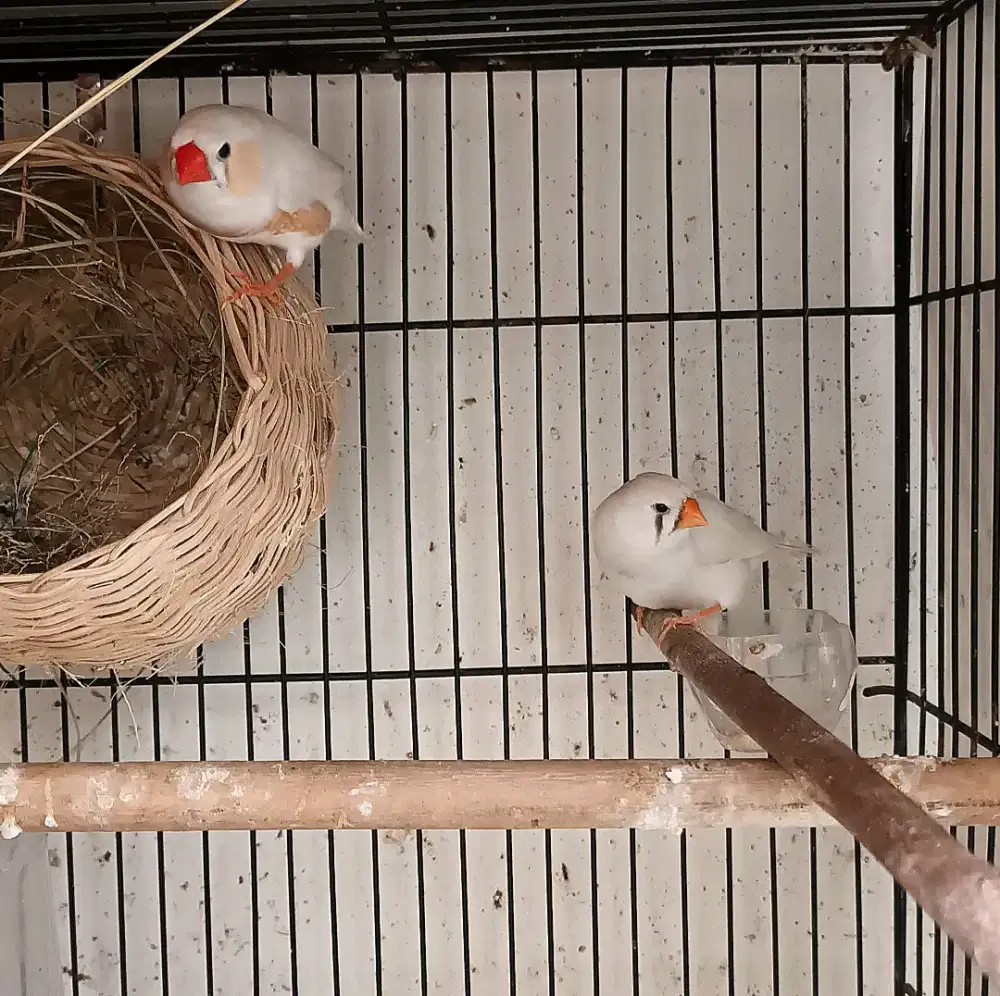 Zebra Finch mutasi CFW split BC