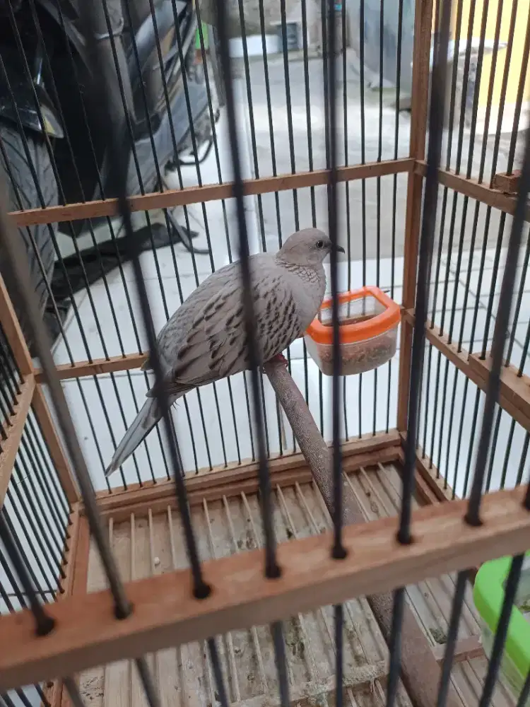 Tekukur leopard Asli fullset sudah bunyi siang malam