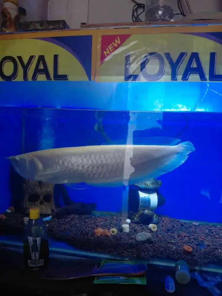 Arwana silver albino