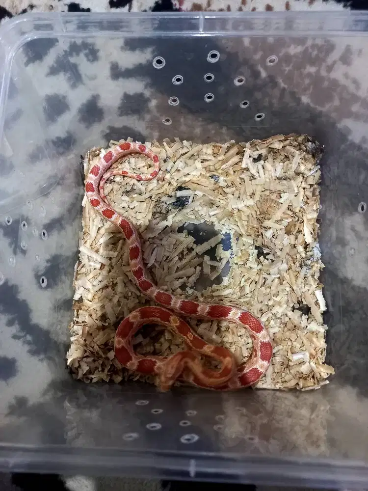 Corn Snake amel remaja