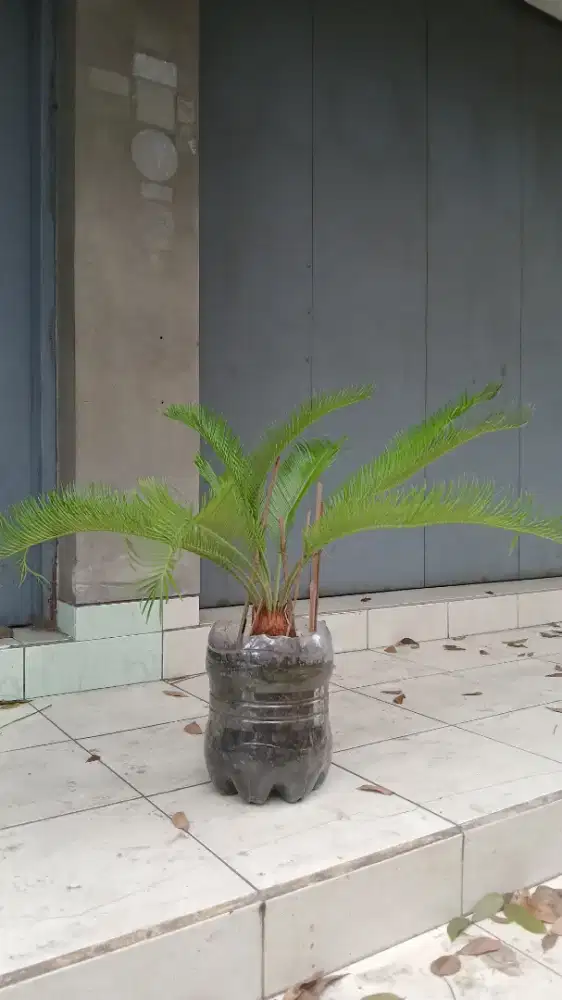 Pohon tanaman pakis gendut subur