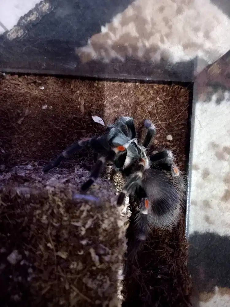 Tarantula Brachypelma Auratum 12 cm