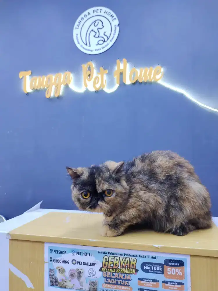 Kucing persia peaknose exotic calico short hair