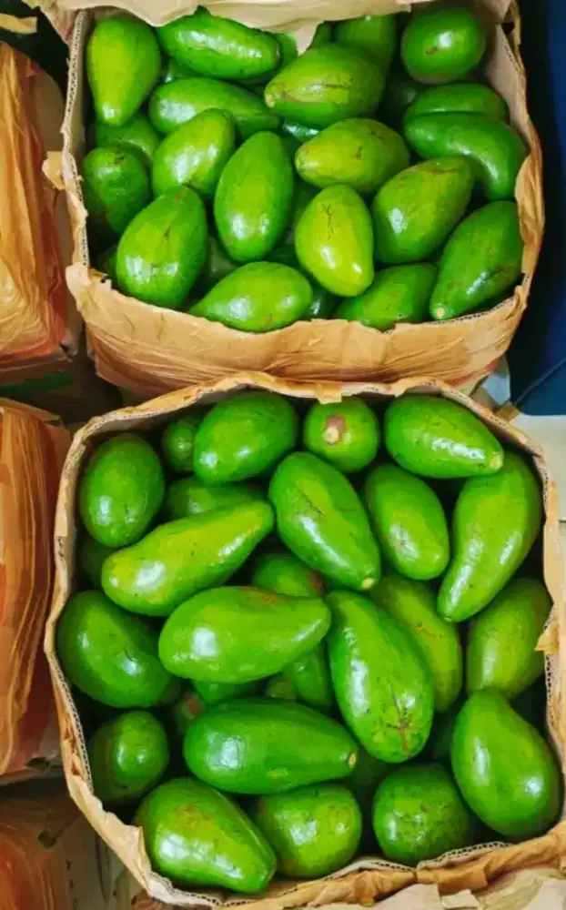 Alpukat Siger Medan ( Grade A) Jual Partaian pengiriman dari Medan