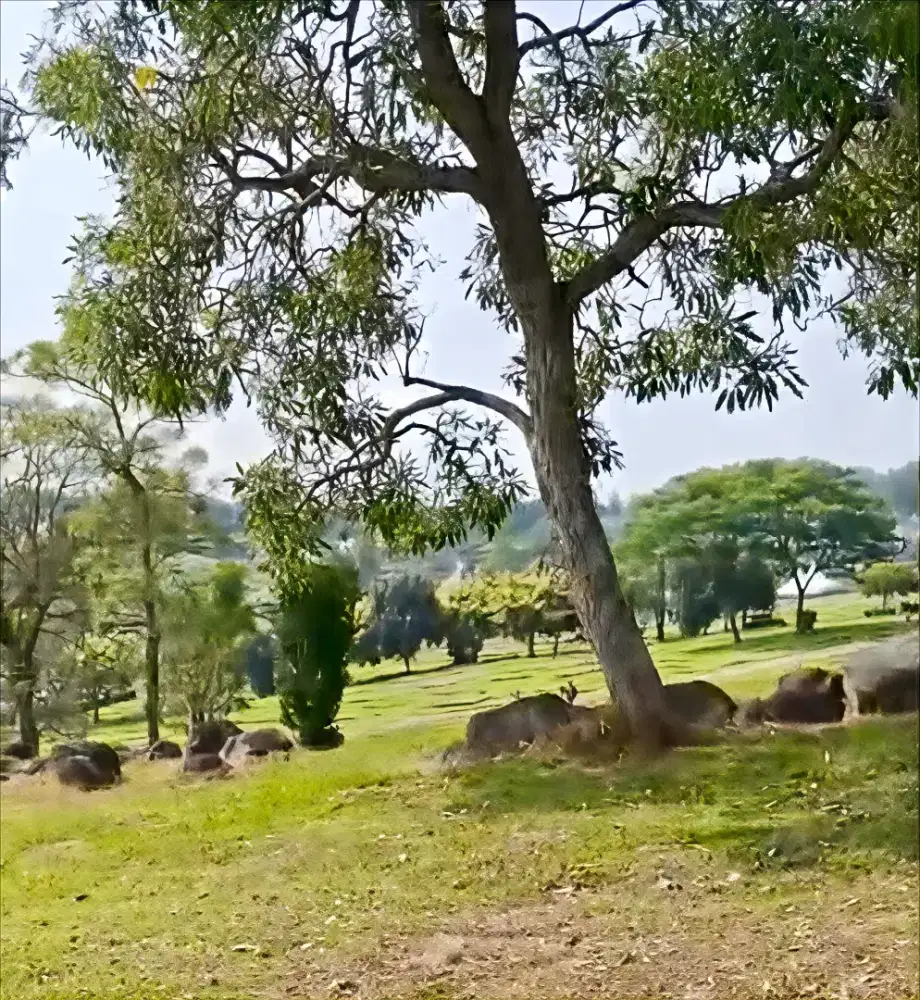 Takeover humming bird San Diego Hill's ada 7 single burial