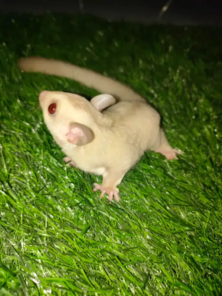 Sugar Glider Creamino Betina