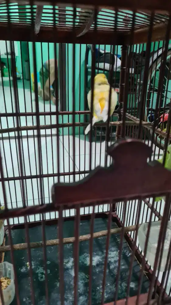 Sepasang Kenari Af1s