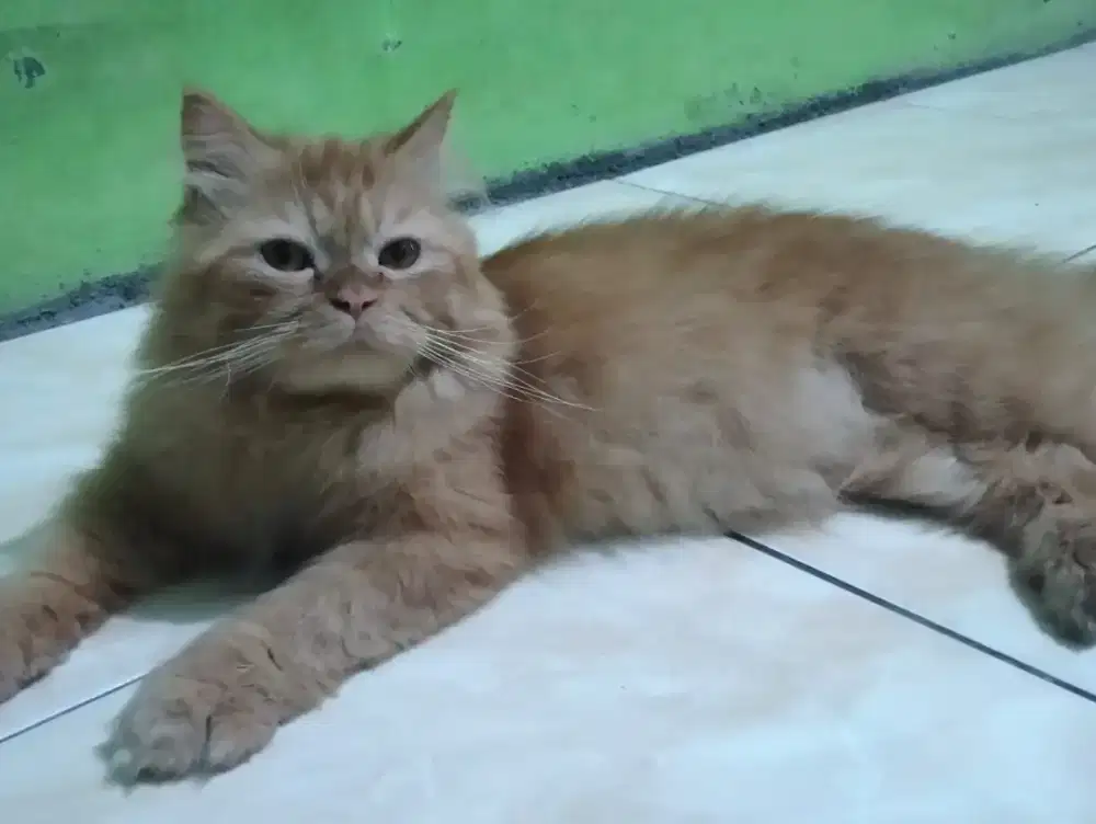 Lepas adopt 2 ekor kucing Persia jantan&Himalaya free kandang kucing