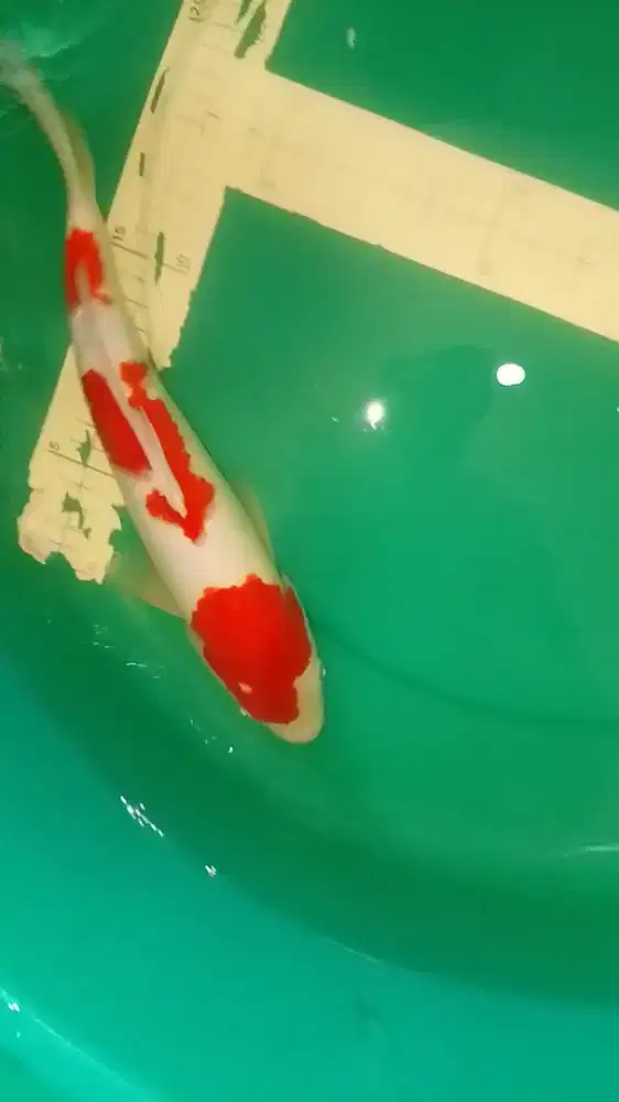 Ikan koi jenis Kohaku 38cm warna merah pola original