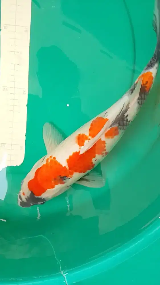 Ikan koi jenis Showa 43cm